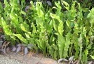 Basin Pocketplants-34.jpg; ?>