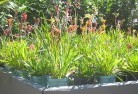 Basin Pocketplants-71.jpg; ?>